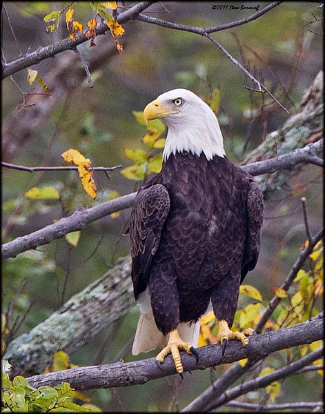_1SB0779 bald eagle.jpg